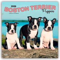 Boston Terrier Puppies 2026 Square Flap Calendar