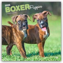 Boxer Puppies 2026 Square Flap Calendar