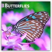 Browntrout: Butterflies 2026 12 X 24 Inch (Hanging) Monthly