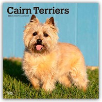 Cairn Terriers 2026 Square Flap Calendar