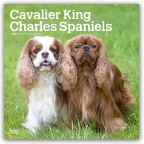 Cavalier King Charles Spaniels 2026 Square Flap Calendar