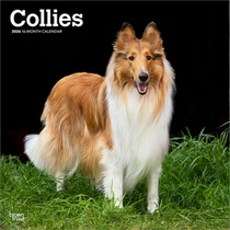 Collies - Langhaarcollie 2026 - 16-Monatskalender