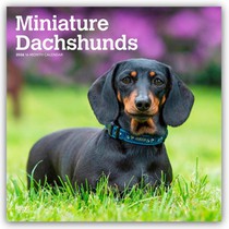 Dachshunds, Miniature 2026 Square Flap Calendar