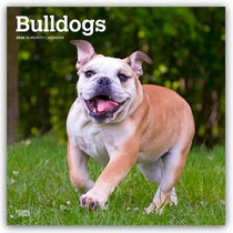Bulldogs 2026 Square Flap Calendar