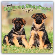 German Shepherd Puppies 2026 Square Flap Calendar