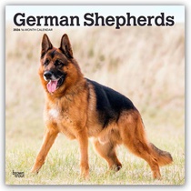 German Shepherds 2026 Square Flap Calendar