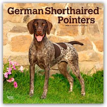 German Shorthaired Pointers 2026 Square Flap Calendar