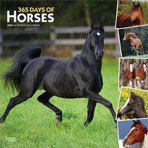 365 Days of Horses 2026 12 X 24 Inch (Hanging) Monthly Square Wall Calendar Plastic-Free