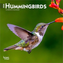 Hummingbirds 2026 7 X 14 Inch (Hanging) Monthly Mini Wall Calendar
