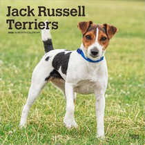 Jack Russel Terriers - Jack Russel Terrier 2026 - 16-Monatskalender