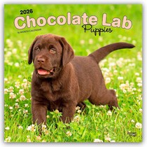 Labrador Retriever Puppies, Chocolate 2026 Square Flap Calendar