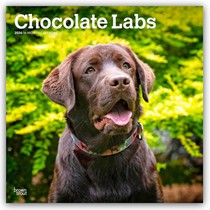 Chocolate Labrador Retriever - Brauner Labrador Retriever 2026 - 16-Monatskalender
