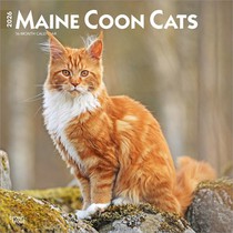 Maine Coon Cats - Maine Coon Katzen 2026 - 16-Monatskalender