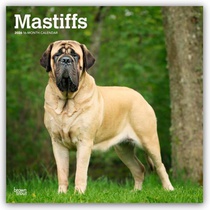 Mastiffs 2026 Square Flap Calendar