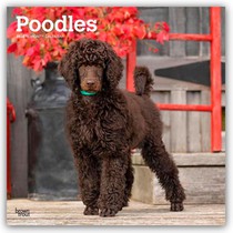 Poodles 2026 Square Flap Calendar