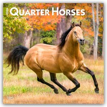 Quarter Horses - Quarter Horse 2026 - 16-Monatskalender