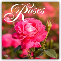 Roses - Rosen 2026 - 16-Monatskalender