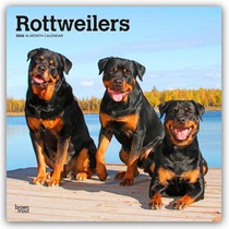 Rottweilers - Rottweiler 2026 - 16-Monatskalender