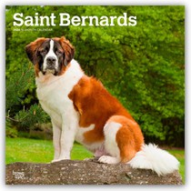 Saint Bernards 2026 Square Flap Calendar