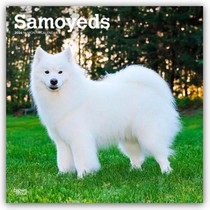 Samoyeds 2026 Square Flap Calendar