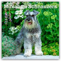 Schnauzers, Miniature 2026 Square Flap Calendar