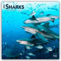 Sharks - Haie 2026 - 16-Monatskalender