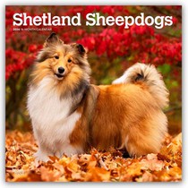 Shetland Sheepdogs 2026 Square Flap Calendar