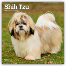 Shih Tzu 2026 Square Flap Calendar