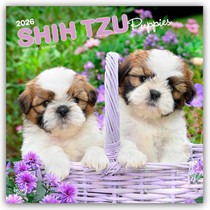 Shih Tzu Puppies 2026 Square Flap Calendar