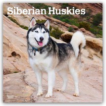 Siberian Huskies 2026 Square Flap Calendar