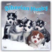 Siberian Husky Puppies 2026 Square Flap Calendar