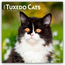Tuxedo Cats 2026 Square Flap Calendar