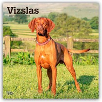 Vizslas 2026 Square Flap Calendar