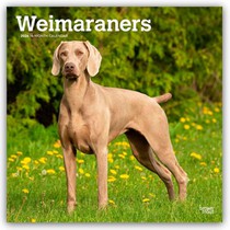 Weimaraners 2026 Square Flap Calendar