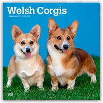 Welsh Corgis 2026 Square Flap Calendar
