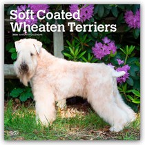 Wheaten Terriers, Soft Coated 2026 Square Flap Calendar