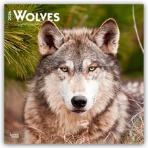 Wolves - Wölfe 2026 - 16-Monatskalender