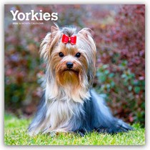 Yorkshire Terriers 2026 Square Flap Calendar