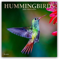 Hummingbirds 2026 Square Plato Foil Calendar