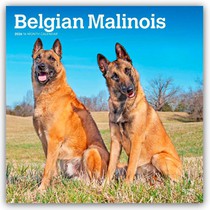 Belgian Malinois 2026 Square Flap Calendar