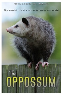 The Oppossum: The Untold Life of a Misunderstood Marsupial