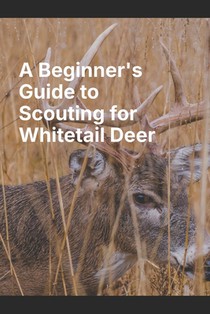 A Beginner's Guide to Scouting for Whitetail Deer