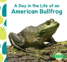 Day in the Life of an American Bullfrog
