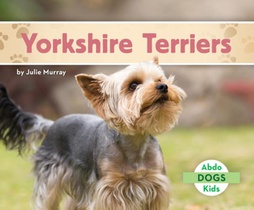 Yorkshire Terriers