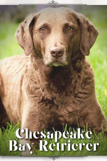 Chesapeake Bay Retriever: Dog breed overview and guide