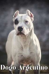 Dogo Argentino: Dog breed overview and guide