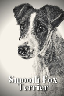 Smooth Fox Terrier: Dog breed overview and guide