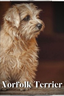 Norfolk Terrier: Dog breed overview and guide