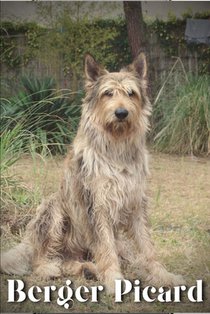 Berger Picard: Dog breed overview and guide