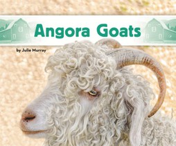 Angora Goats
